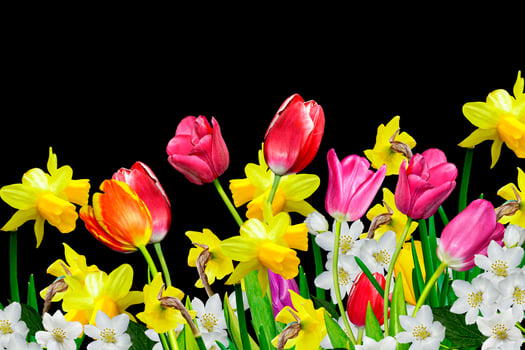 Flowers isolated on black background photo
