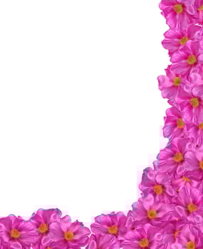 Dog rose flowers on a white background photo