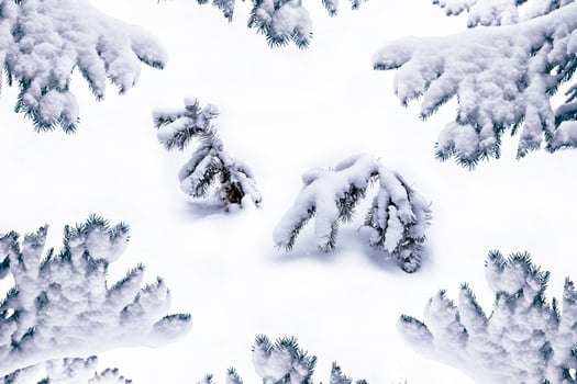 forest in the frost. Winter landscape. Snow covered trees. photo