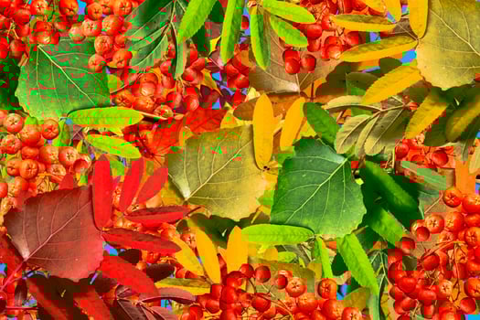 abstract background of autumn leaves photo