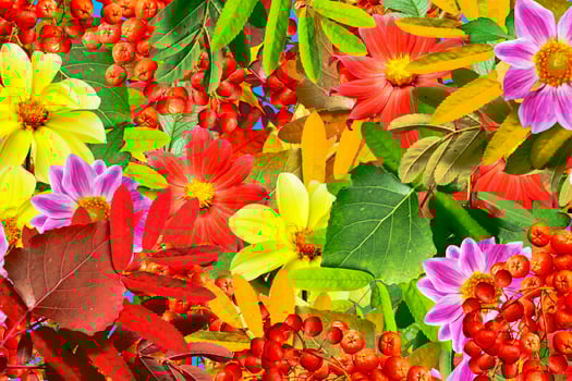 abstract background of autumn leaves photo
