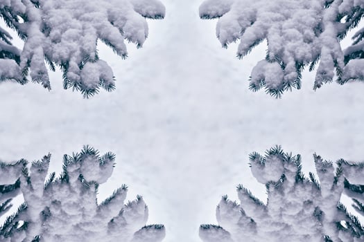 forest in the frost. Winter landscape. Snow covered trees. photo