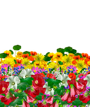 flowers isolated on white background photo
