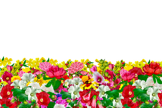 flowers isolated on white background photo
