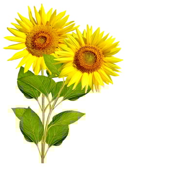 beautiful sunflower isolated on a white background photo