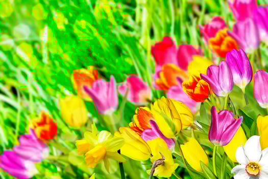 Spring flowers daffodils and tulips photo