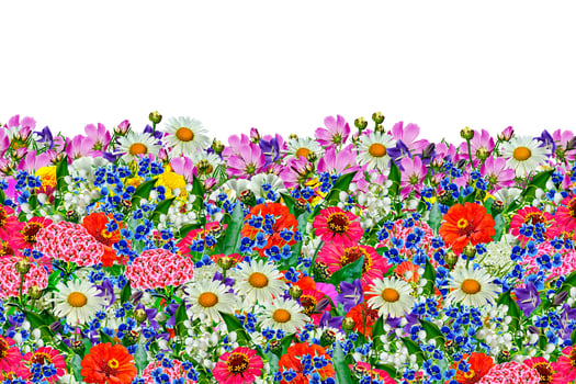 floral background. Beautiful flowers. Nature. photo