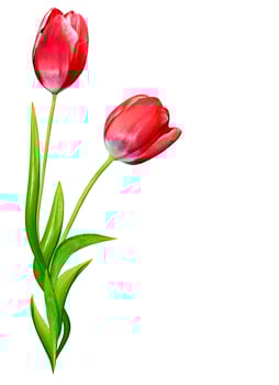spring flowers tulips isolated on white background photo