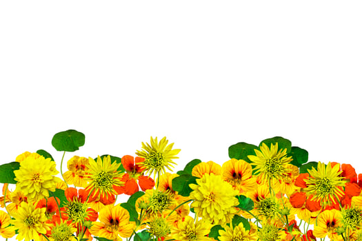 flowers isolated on white background photo