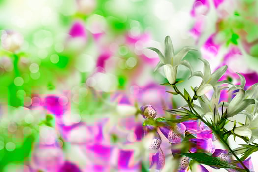 Summer landscape. flowers bells photo
