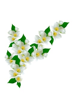 branch of jasmine flowers isolated on white background photo