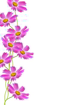 Cosmos flowers isolated on white background photo