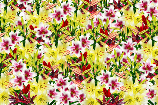 garden, lily flowers photo
