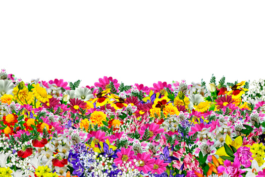 flowers isolated on white background photo