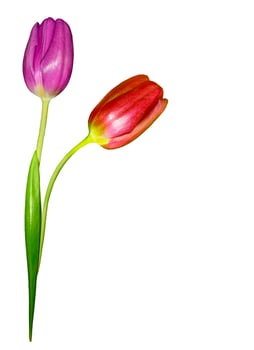spring flowers tulips isolated on white background photo