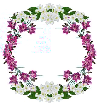 blue flowers campanula isolated on white background photo