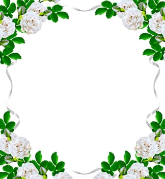 Dog rose  flowers on a white background photo
