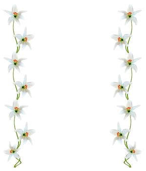 lily flowers isolated on white background photo