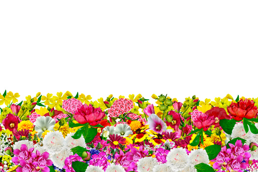 flowers isolated on white background photo
