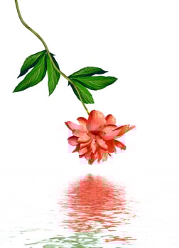 peony flowers isolated on white background photo