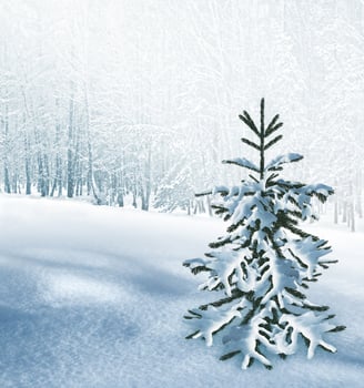 winter Landscape. Christmas card. photo