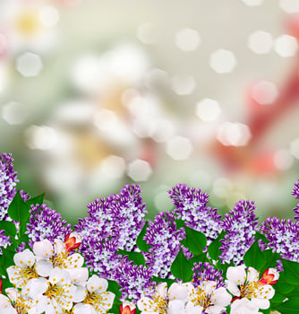 Flowering branch of apricot. lilac photo