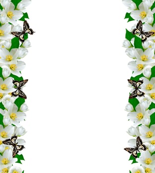 branch of jasmine flowers isolated on white background photo