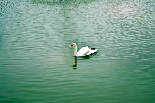 White swan on a pond photo