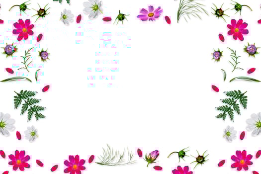 Cosmos flowers isolated on white background. Top view, flat lay. Composition. photo