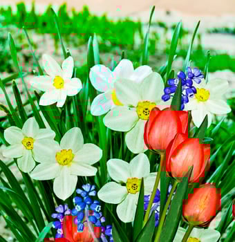 Summer landscape. flowers daffodils photo