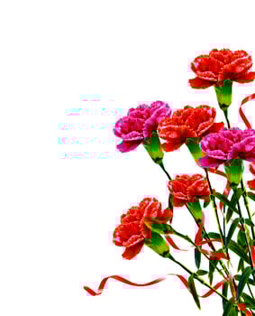 carnation flowers isolated on white background photo
