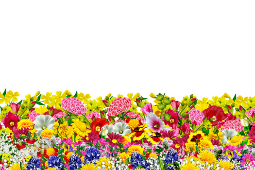 flowers isolated on white background photo