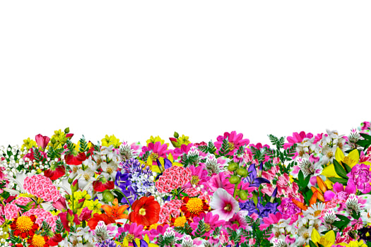 flowers isolated on white background photo