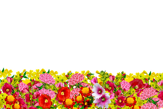 flowers isolated on white background photo