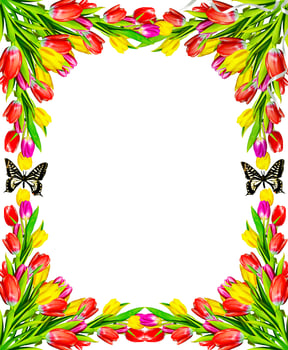 Flowers, tulips. Floral composition. photo