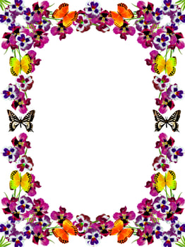 Pansy Violet with Green Leaves on white background. frame photo