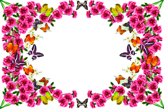 flowers and butterflies on a white background. frame photo
