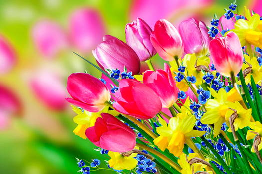 Spring flowers daffodils and tulips photo