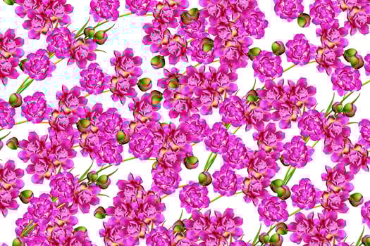 Background peony flowers photo