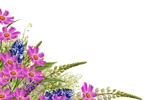 lupines beautiful flowers on a white background photo