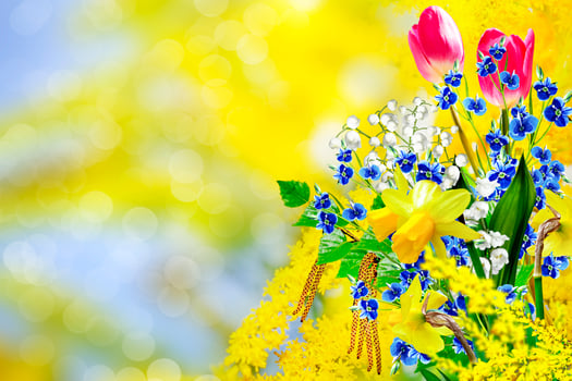 Pink and yellow flowers tulips and daffodils photo
