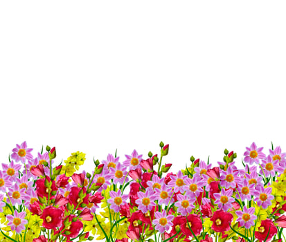 Dahlia flower isolated on white background photo