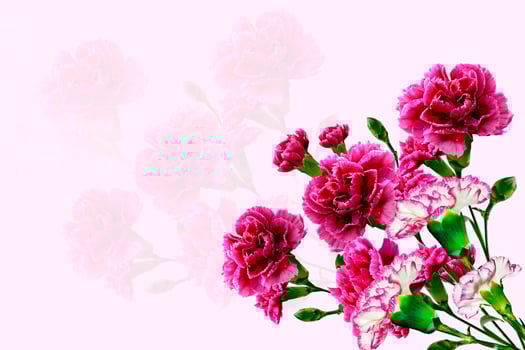 Flowers. Carnation. Nature. photo