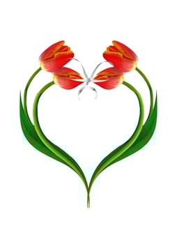 spring flowers tulips isolated on white background photo