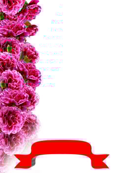 carnation flowers. holiday card photo