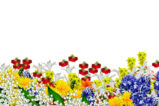 flowers isolated on white background photo