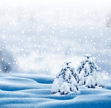 forest in the frost. Winter landscape. Snow covered trees. photo