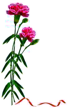 Carnation flowers. Floral composition. photo