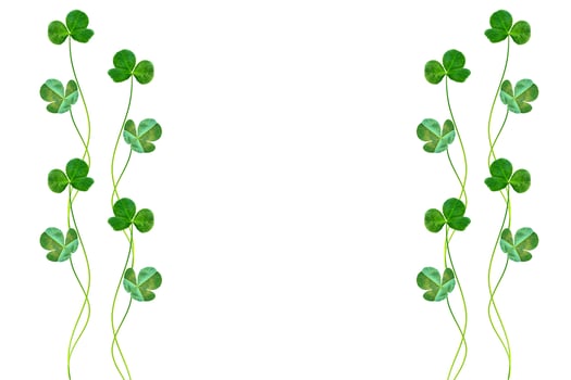 green clover leaves isolated on white background. St.Patrick 's Day photo