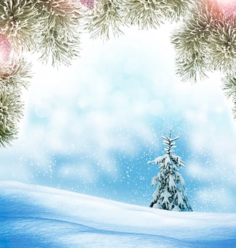 Winter Forest. Winter landscape. photo